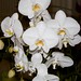 Unknown Phalaenopsis – Vidya Sirsi