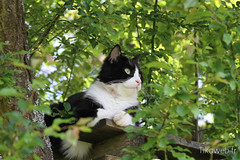 Chat noir dans le jardin