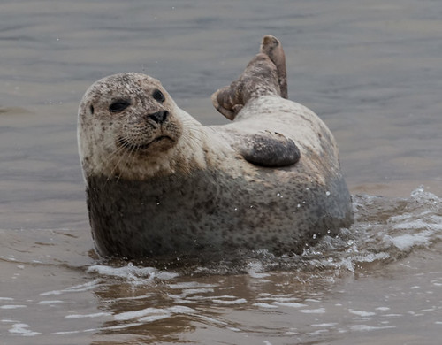 Common seal