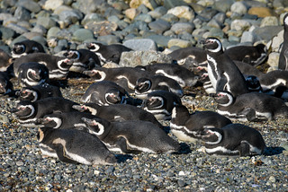 Isla Magdalena - Monumento Natural los Pingüinos, Punta Arenas, Chile