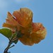 variated hibiscus