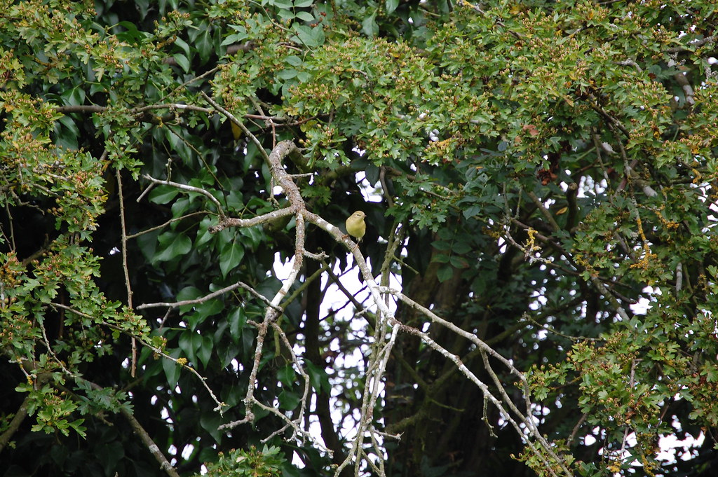 Whitnash Brook - Greenfinch