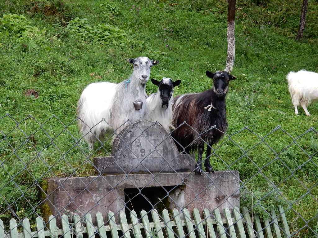 Goats, Goats, Goats