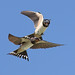 Swallow Dogfight