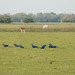 Araras azuis no meio do campo
