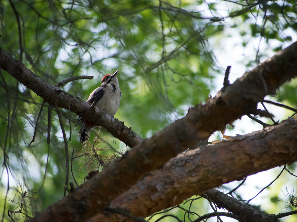 :    / happy as a woodpecker