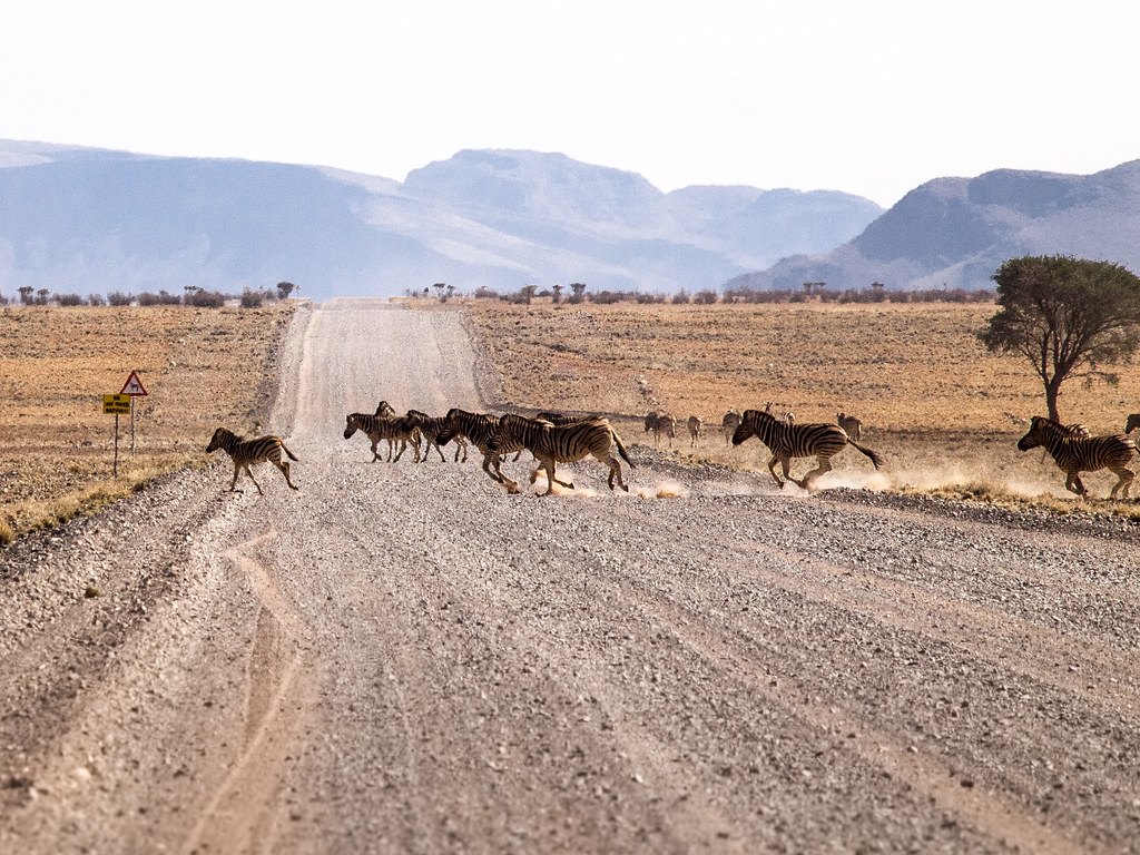 Zebra Crossing, NamibRand Nature Reserve, Namibia