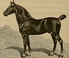 Image from page 329 of Breeder and sportsman (1882)