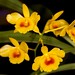 Dendrobium chrysotoxum var. suavissimum – Merle Robboy