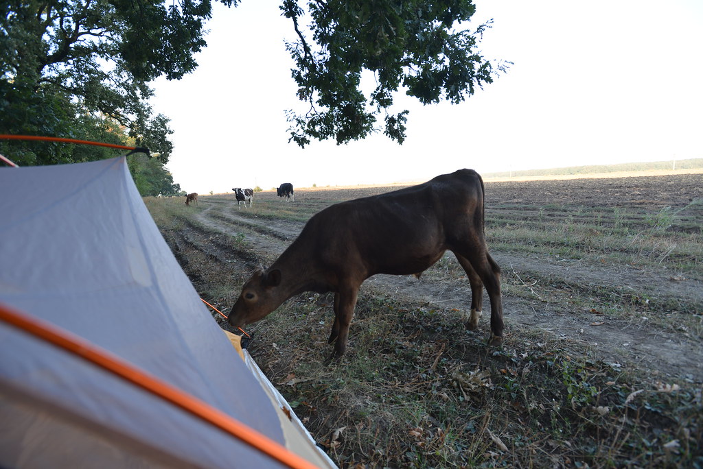 Being woken up to a cow licking our tent!