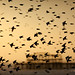 Murmuration and West Pier