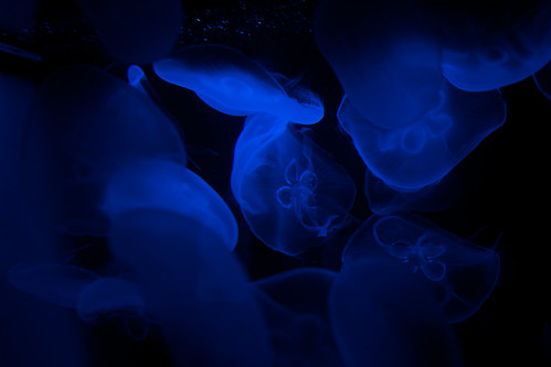 Jelly fish ©  Still ePsiLoN