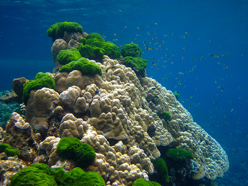 corals     IMG_0605bs ©  Phuketian.S