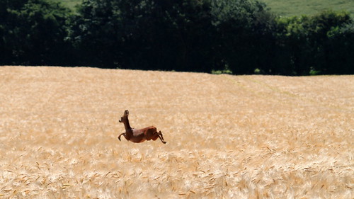 gazelle de l'Artois ©  OliBac