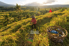 Menandur Padi (Rice Harvesting)