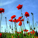 Late Papaver in the Sky