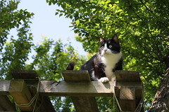 Chat noir dans le jardin