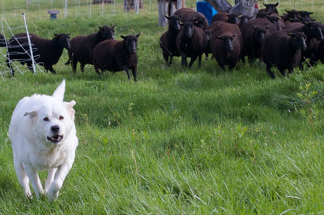 Here Come The Sheep! Dog in the Lead