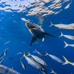 Great white shark framed by mackerel scad
