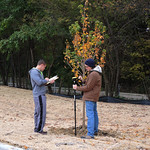 Mapping trees at CPA lot