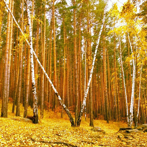 : Sexy #birch drops its leaves in hurry. It makes Russian autumn quite yellow.  .  - ,    .    