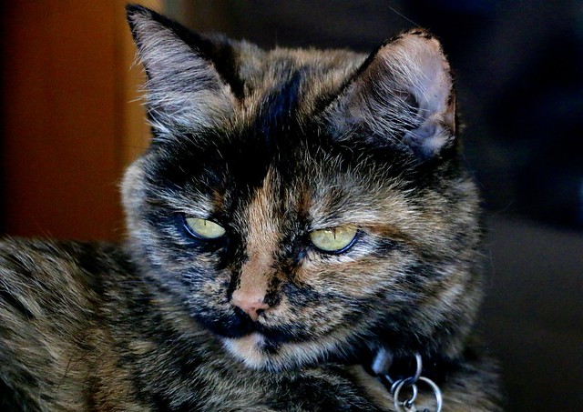 Portrait of A Tortie > Miss Cecilys Miss Ruth