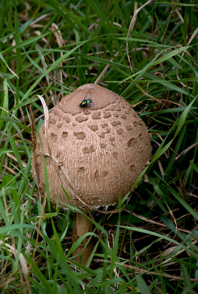 : -  / Macrolepiota procera / Parasol mushroom /  / Gemeiner Riesenschirmling