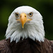 Pygargue Ã  tÃªte blanche / Bald Eagle [Haliaeetus leucocephalus]