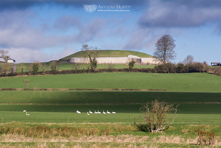 Swans at Newgrange