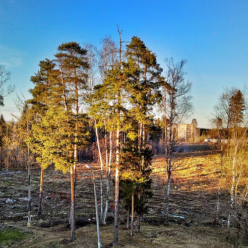 sun and pines ©  sergej xarkonnen