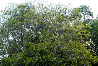 Bats in a tree, Victoria Botanical Gardens, Victoria, Mahe