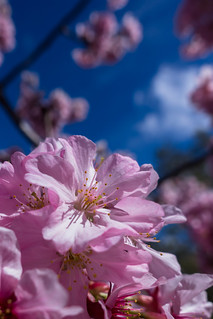 Cherry blossoms under sunshine