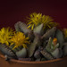 Yellow Succulent Flowers In A Clay Pot