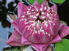 fleur de lotus <a style="margin-left:10px; font-size:0.8em;" href="http://www.flickr.com/photos/83080376@N03/15027926554/" target="_blank">@flickr</a>