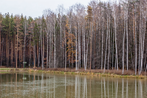 Fall Birches ©  Konstantin Malanchev