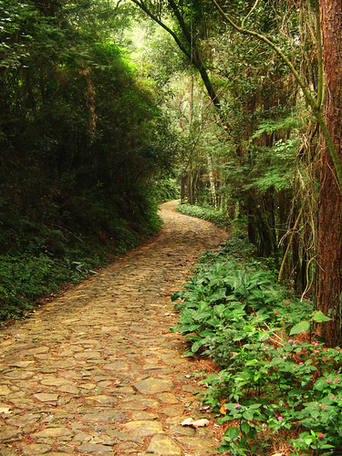 Floresta dos Gnomos by patrícia soransso.