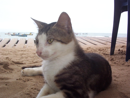 Gato na praia by Rogério Paco.