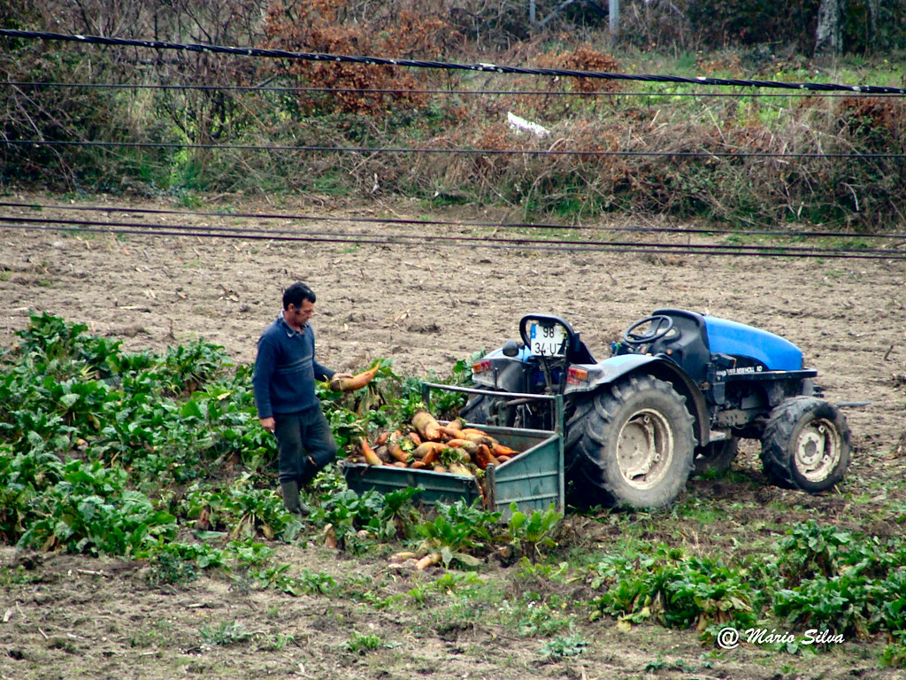 Águas Frias (Chaves) - ... carregando as beterrabas ...