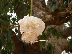 Flôr de Baobá por wilsonbentos.