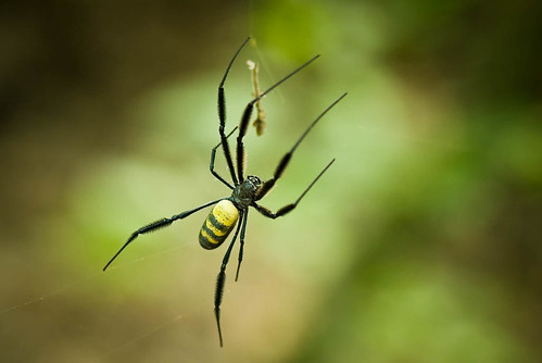 Just a spider in Kissama National Park, Angola por kodilu.