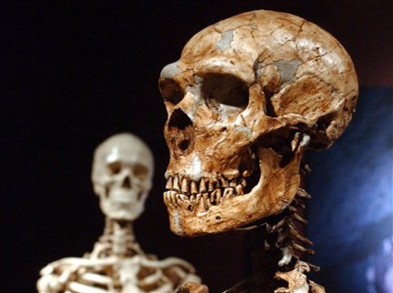Cráneo de Neanderthal