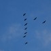 Canada geese in a flying V
