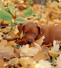 puppy by RTD Photography, on Flickr