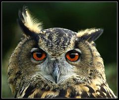 Ear twitching eagle owl