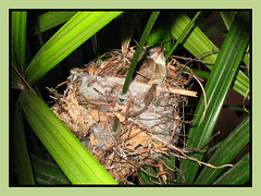 Nestling of Pycnonotus goiavier (Yellow-vented Bulbul) looks fully-feathered at 8 days old
