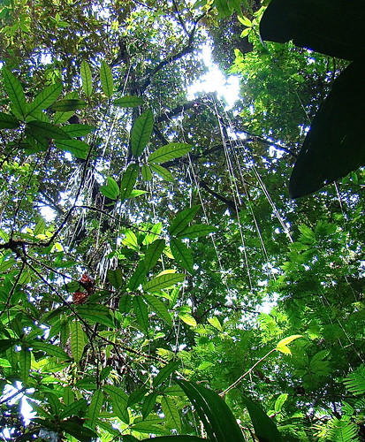 Visita Estación La Selva, OET, Sarapiquí, Costa Rica