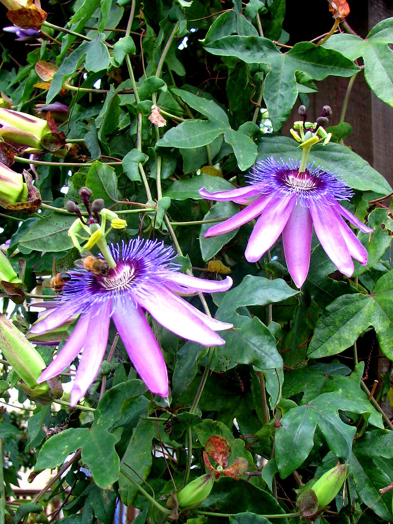 Photo: Passionflower 'amethyst'