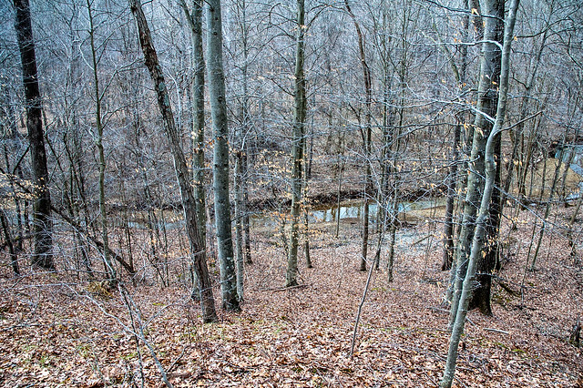 Morgan-Monroe State Forest - Back Country Area - March 10, 2014
