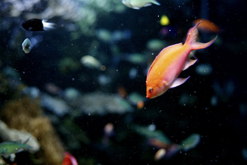 orangepinkfish copy