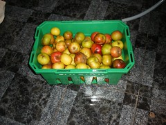 Crate of Apples